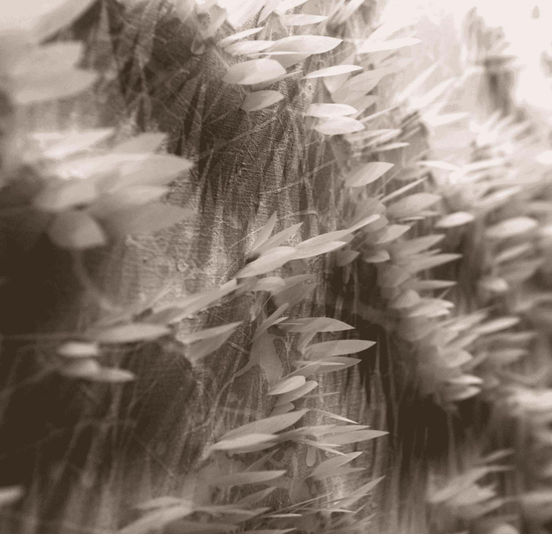 Illustrazione1_carousel