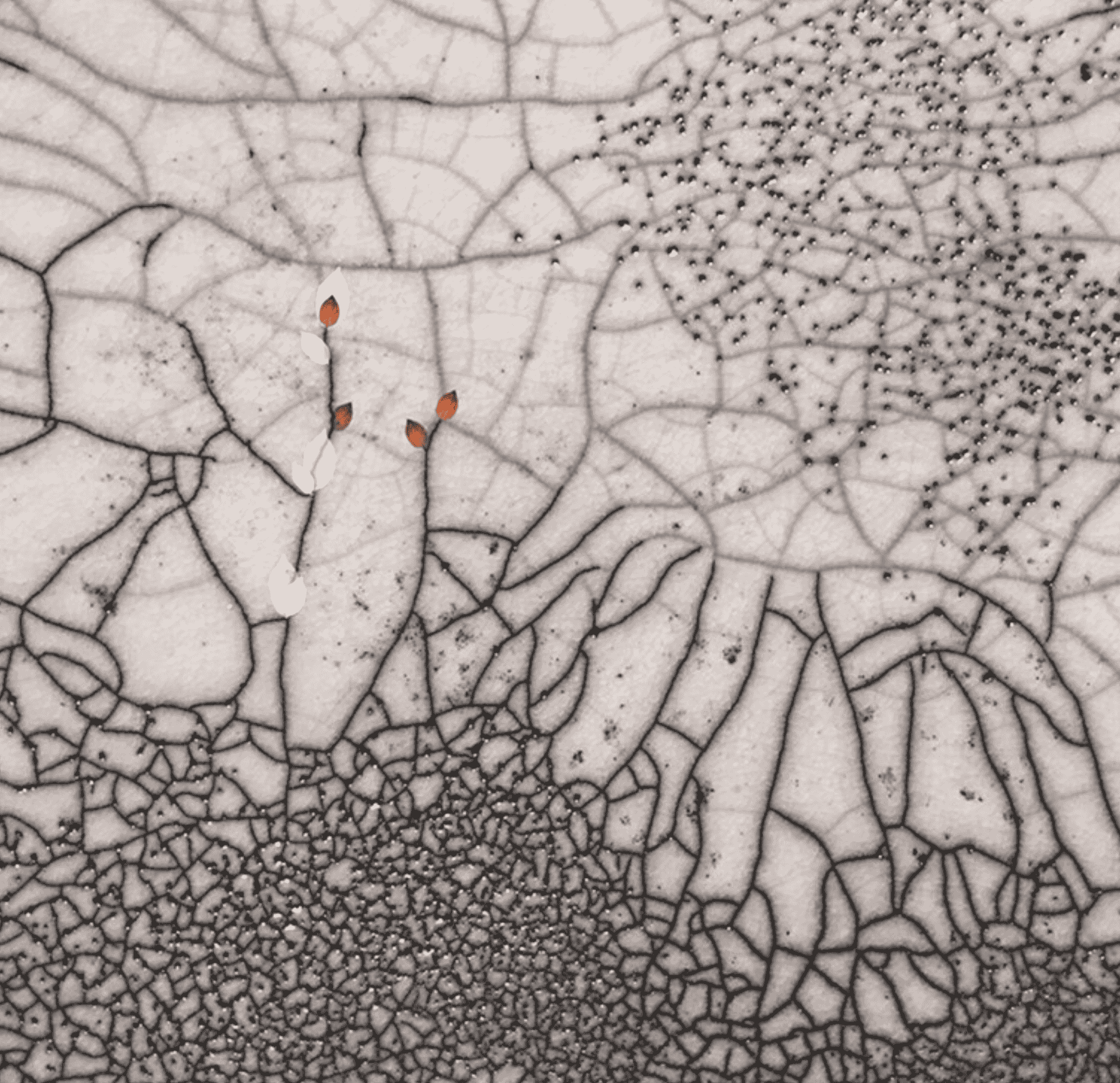 Illustrazione4_carousel